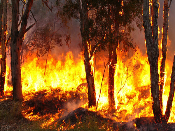 Baja la incidencia de incendios en los estados
