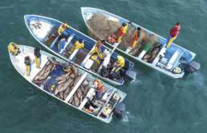 Pescadores furtivos en el Alto Golfo de California. Foto: AP